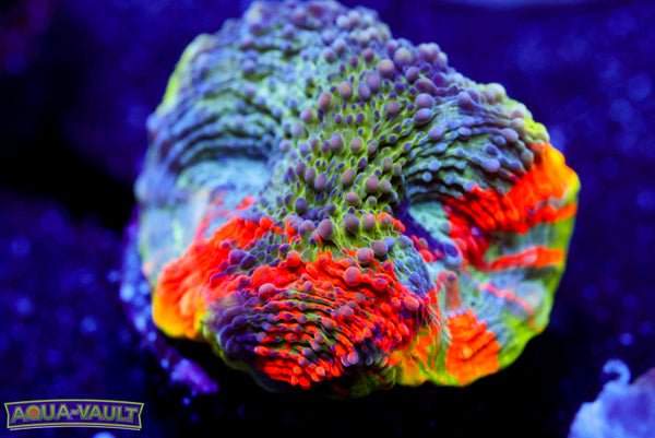 Rainbow Enchanted Echinata 1