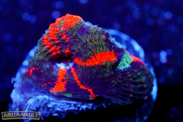 Rainbow Enchanted Echinata 2