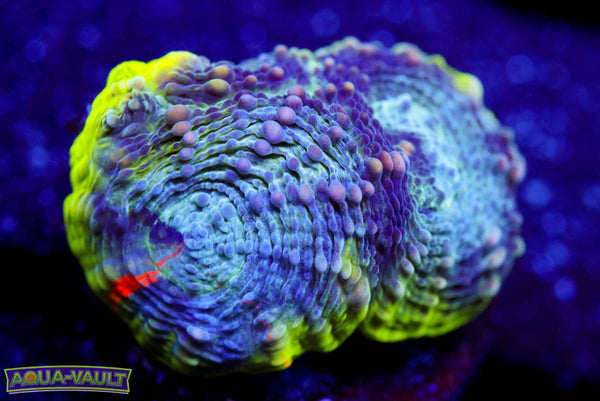 Enchanted Echinata 1