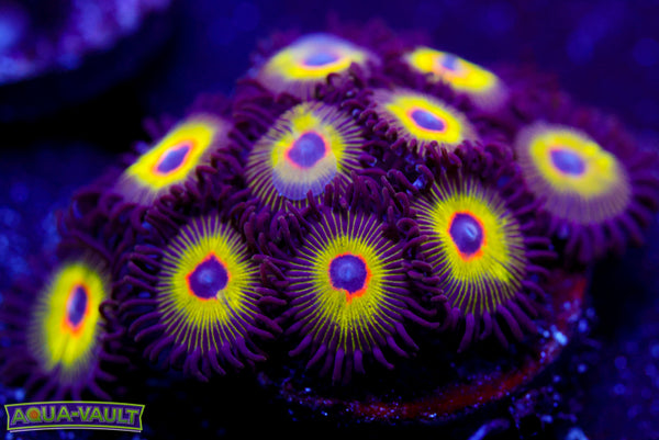 Bob Marley Zoa 2