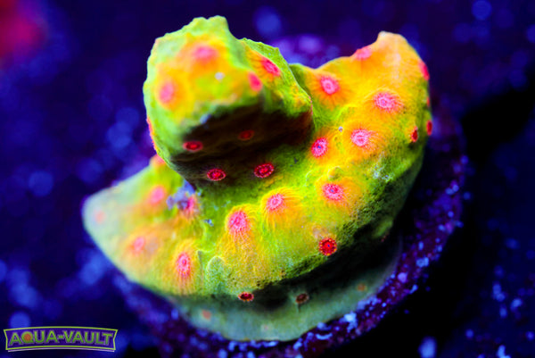 CV Dip n' Dots Cyphastrea