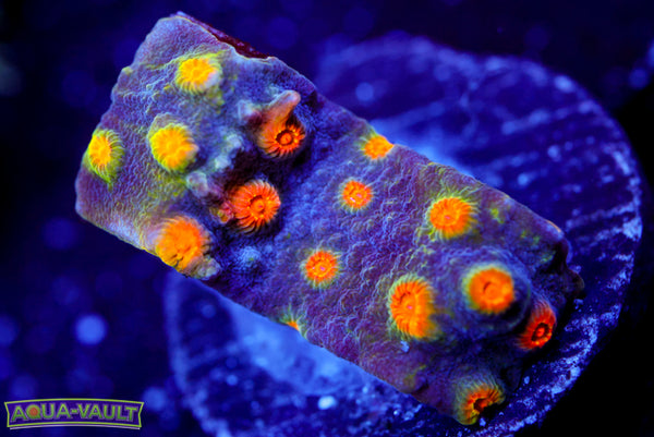 Party Crasher Cyphastrea 2