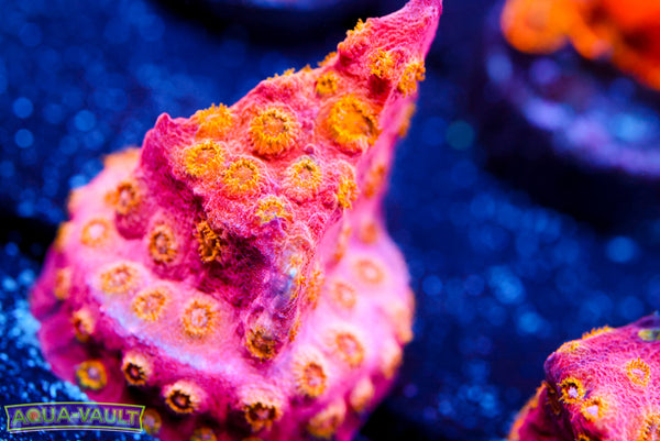 Copperhead Cyphastera 2