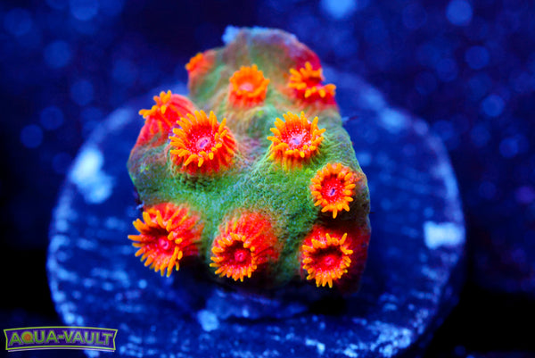 Firestorm Cyphastrea 2