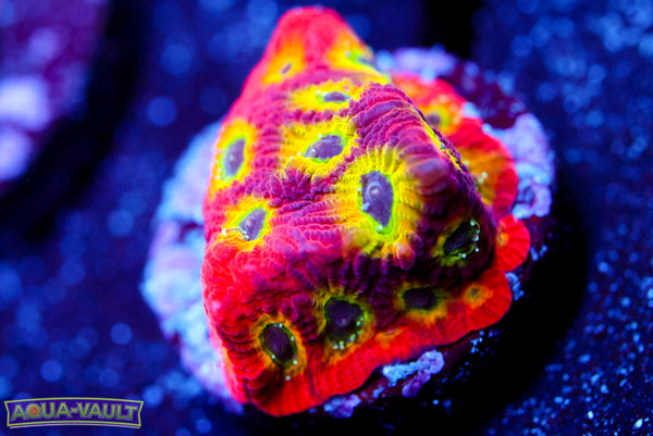 JF Spicy Lemon Favia 1