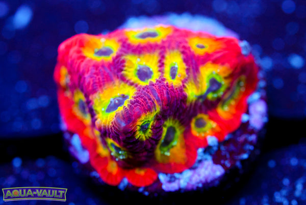 JF Spicy Lemon Favia 2