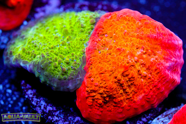 ARC Ludicrous Chalice 2