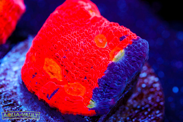 Rimless Rainbow Chalice