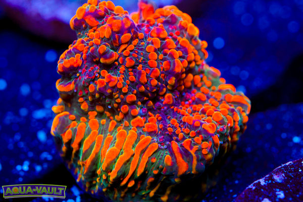 Cloudberry Chalice 2