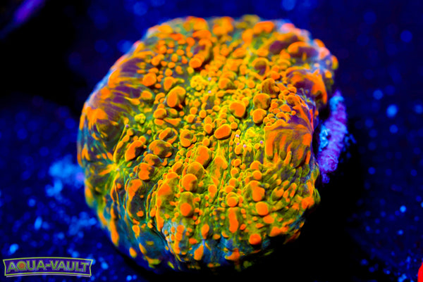 WWC Stellaria Chalice 2