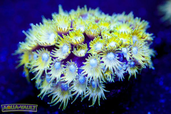 Tinkerbell Micro Goni 1