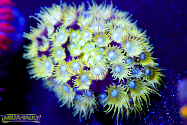 Tinkerbell Micro Goni 2