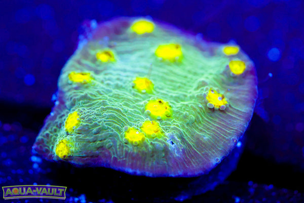 Hollywood Stunner Chalice 2