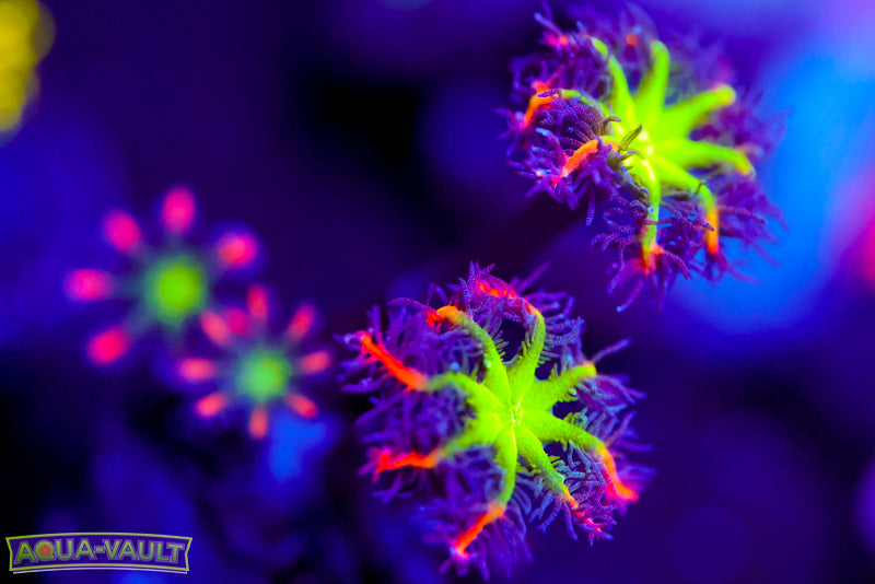 Big R Firework Cloves – Aqua-Vault