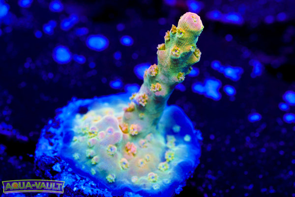 WWC Hearbreaker Acro