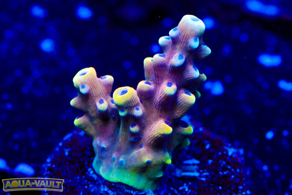 RR Pink Cadillac Acro