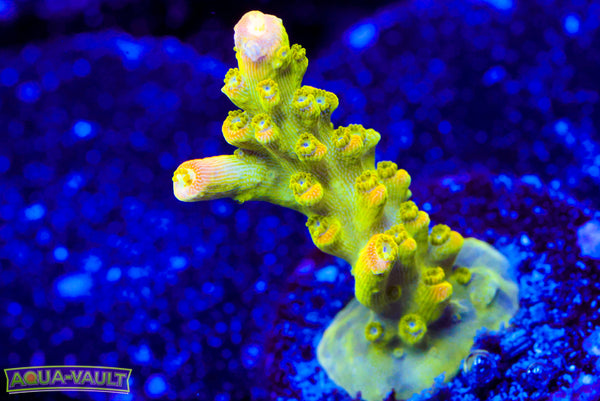 RR Rainbow Loom Acro