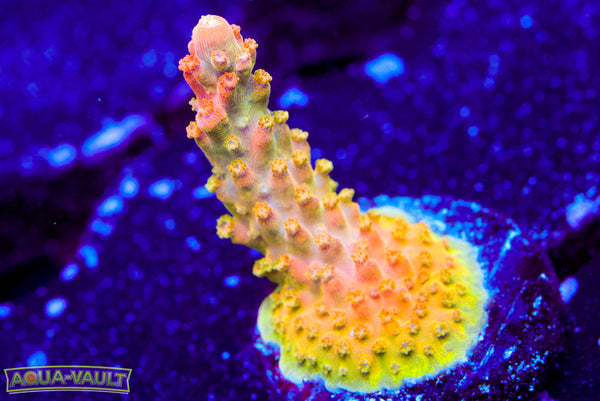 TGC Orange Crush Acro