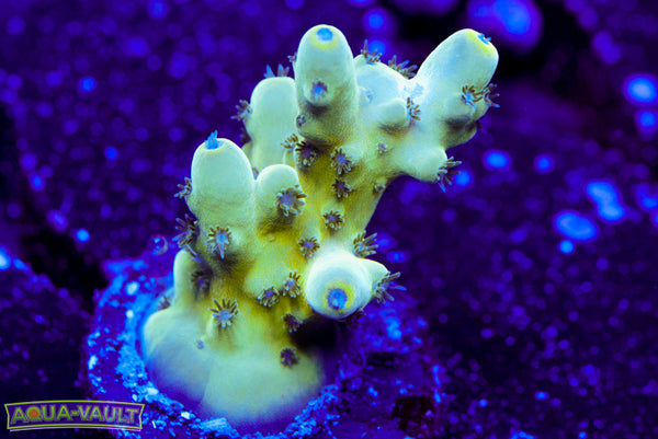 Raising Reefs Blue Thunder Acro