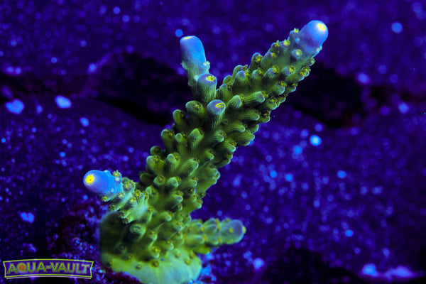 Tri Color Vilida Acro