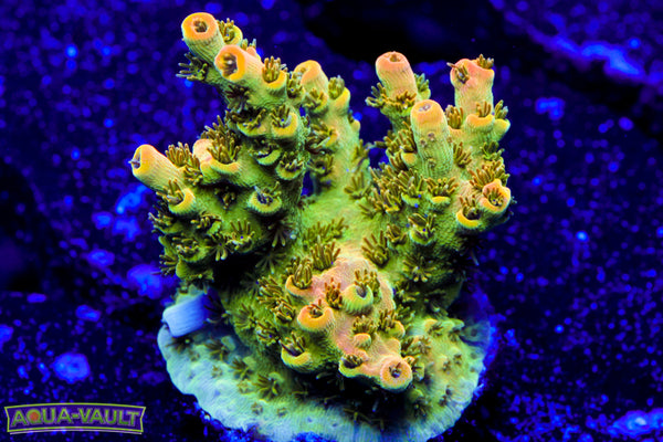 TSA Dan Aykroyd Acro