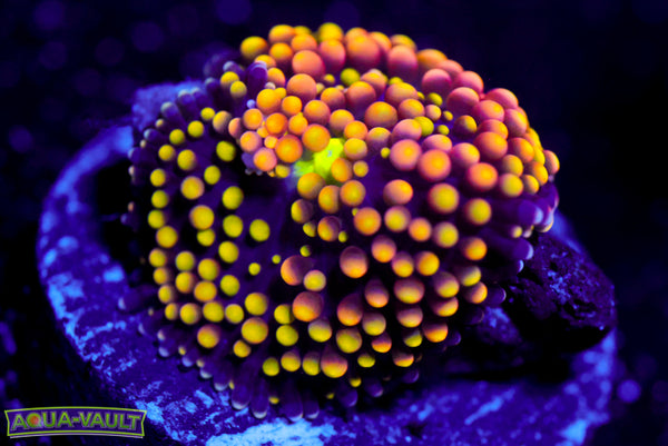 Yellow Rainbow Ricordea Mushroom