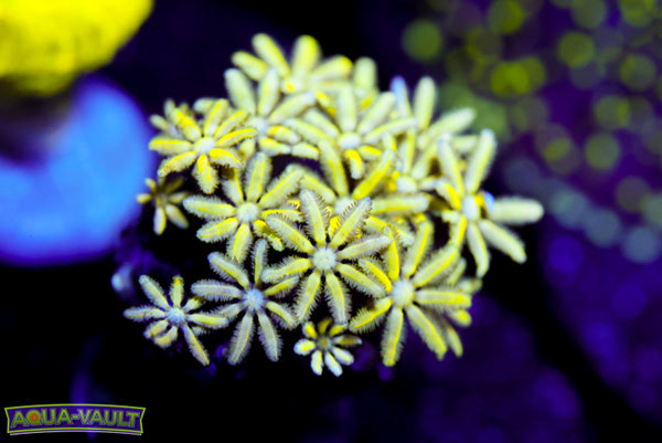 Reunion Flower Pipe Organ