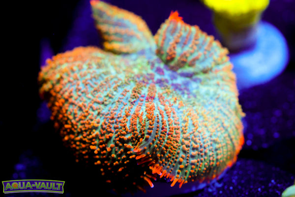 Tequila Sunrise Mushroom