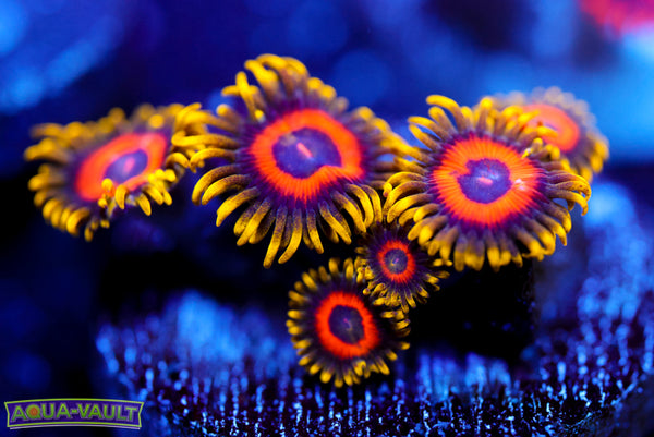 Ultra Eagle Eye Zoa