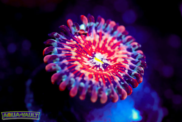 White Zombie Zoa