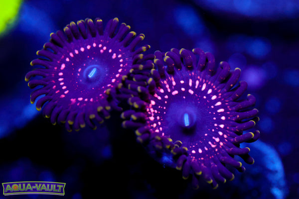 WWC Taser Zoa