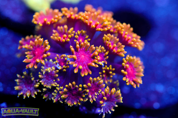 Ultra Rainbow Micro Goni