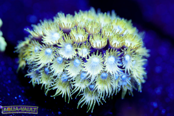 Tinkerbell Micro Goniopora