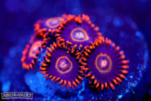 Rainbow Hornet Zoa