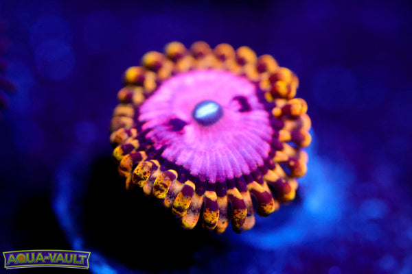 TSA Chemically Altered Zoa