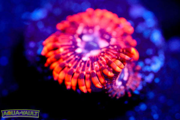 Utter Chaos Zoa
