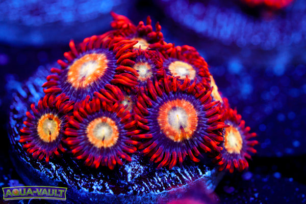 Speckled Fire and Ice Zoa