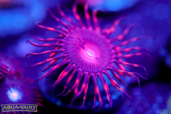 SBB Aphrodite Zoa