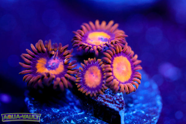 Sunflower Zoa