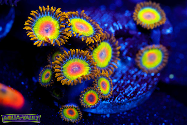 Rainbow Rasta Zoa