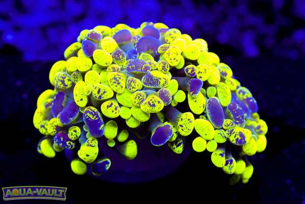 Ultra Toxic Splatter Hammer