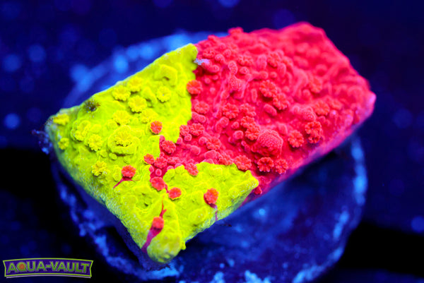 TCK Grafted Capping Monti