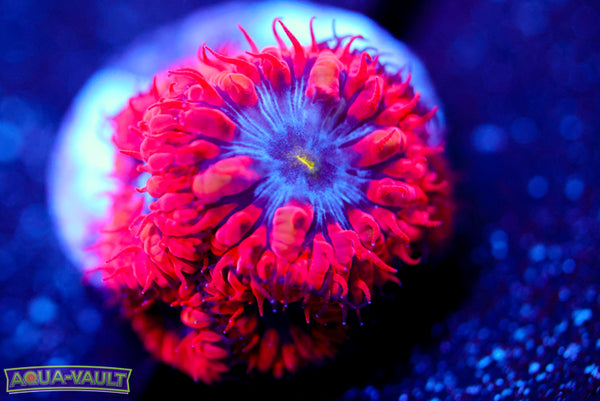 Superman Blasto Merletti