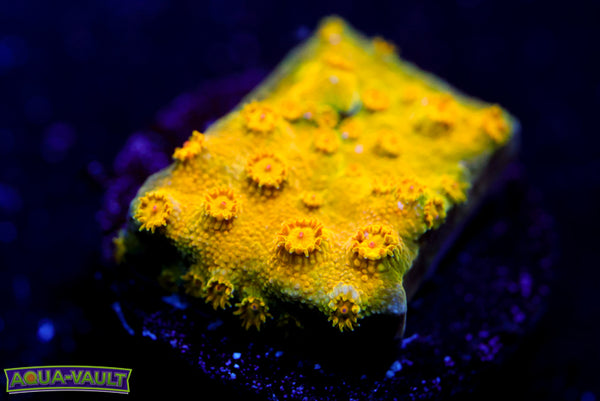 Spellbound Cyphastrea