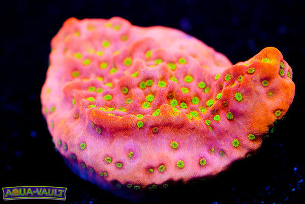 Tropic Thunder Monti