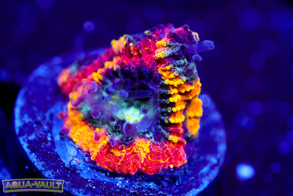 Yellow Submarine Favia