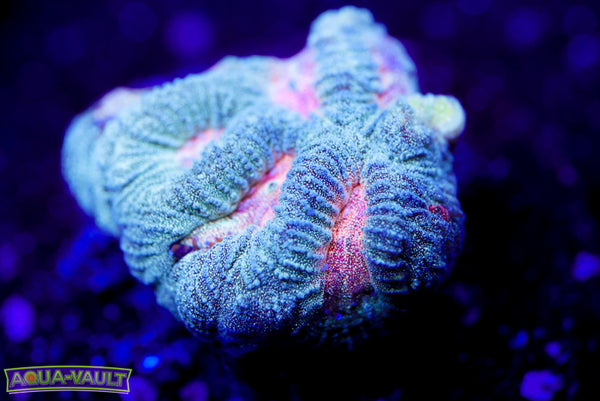 Teal and Pink Platygyra