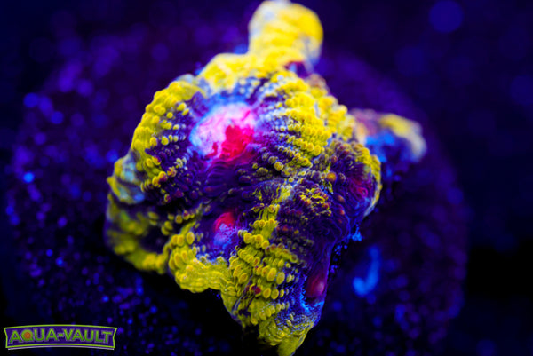 WWC Pico de Gallo Favia