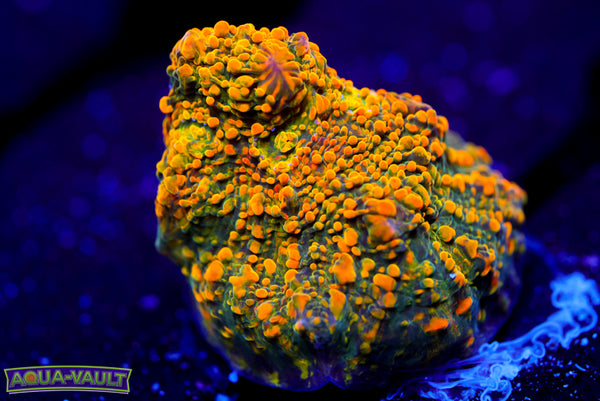 WWC Stellaria Chalice