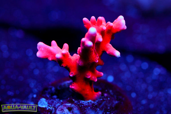 Red Montipora Hirsuta